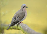 Geoorde Treurduif - Eared Dove - Zenaida auriculata