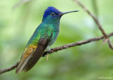 Bronsstaart-saffierkolibrie - Golden-tailed Sapphire - Chrysuronia oenone