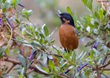 Zwartkeel-berghoningkruiper - Black-throated Flowerpiercer - Diglossa brunneiventris