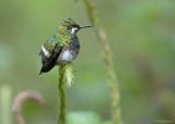 Gekuifde Draadkolibrie - Wire-crested Thorntail - Popelairia popelairii