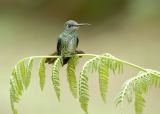 Druppelkolibrie - Many-spotted Hummingbird - Leucippus hypostictus