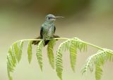 Druppelkolibrie - Many-spotted Hummingbird - Leucippus hypostictus