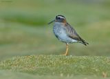 Diadeemplevier - Diademed Sandpiper-Plover - Phegornis mitchellii