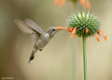 Atacama-kolibrie - Oasis Hummingbird - Rhodopis vesper