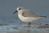 Drieteenstrandloper - Sanderling - Calidris alba