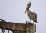 Chilipelikaan - Peruvian Pelican - Pelecanus thagus