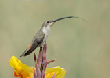 Atacama-kolibrie - Oasis Hummingbird - Rhodopis vesper