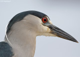 Kwak - Blackcrowned Night-heron - Nycticorax nycticorax