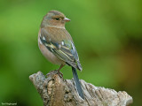 Vink - Chaffinch - Fringilla coelebs