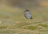 Diadeemplevier - Diademed Sandpiper-Plover - Phegornis mitchellii