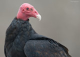 Kalkoengier - Turkey Vulture - Cathartes aura