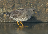 Paarse strandloper - Purple sandpiper - Calidris maritima