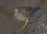 Paarse strandloper - Purple sandpiper - Calidris maritima