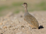 Pisacca-tinamoe - Ornate Tinamou - Nothoprocta ornate ornate