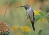 Atacama-kolibrie - Oasis Hummingbird - Rhodopis vesper