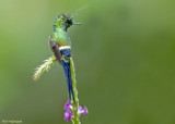 Gekuifde Draadkolibrie - Wire-crested Thorntail - Popelairia popelairii