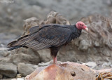 Kalkoengier - Turkey Vulture - Cathartes aura