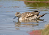 Gekuifde Eend - Crested Duck - Anas specularioides