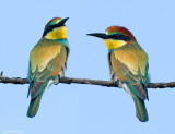 Europese Bijeneter - European Bee-eater - Merops apiaster