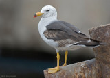 Simeonsmeeuw - Belcher’s Gull - Larus belcheri