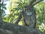 Verrauxs oehoe - Vereauxs eagleowl - Bubo lacteus