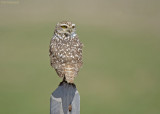 Holenuil - Burrowing Owl - Athene cunicularia nanodes