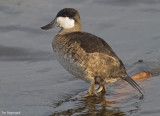 Rosse stekelstaart - Ruddy duck - Oxyura jamaicensis