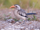 Westelijke roodsnaveltok - Western Red-billed Hornbill - Tockus Kempi 