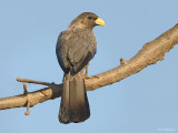 Grijze bananeneter - Western Plantain-eater - Crinifer piscator