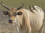 Geelsnavelossepikker - Yellow-billed Oxpecker - Buphagus africanus
