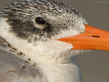 Reuzestern - Caspian tern - Sterna caspia