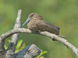 Hamerkop - Hamerkop - Scopus umbretta