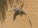 Agama hagedis - Agama lizard - Agama agama