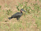 Noordelijke hoornraaf - Abyssinian ground hornbill - Bucorvus abyssinicus