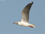 Grijskopmeeuw - Gray-headed gull - Larus cirrocephalus
