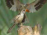 Westelijke roodsnaveltok - Western Red-billed Hornbill - Tockus Kempi 