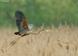 Purperreiger - Purple Heron - Ardea purpurea