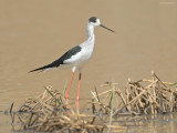 Steltkluut - Blackwinged stilt - Himantopus Homantopus