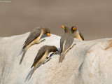 Geelsnavelossepikker - Yellow-billed Oxpecker - Buphagus africanus