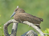 Hamerkop - Hamerkop - Scopus umbretta
