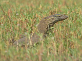 Nijl Varaan - Nile Monitor lizard - Varanus niloticus
