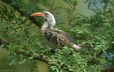 Westelijke roodsnaveltok - Western Red-billed Hornbill - Tockus Kempi 