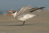 Reuzestern - Caspian tern - Sterna caspia