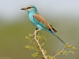 Sahel scharrelaar - Abyssinian Roller - Coracias abyssinica