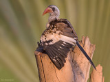 Westelijke roodsnaveltok - Western Red-billed Hornbill - Tockus Kempi