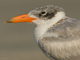 Reuzestern - Caspian tern - Sterna caspia