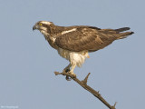 Visarend - Osprey - Pandion haliaetus