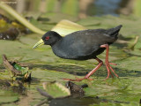 Zwart porseleinhoen - Black crake -  Amaurornis flavirostris