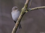 Siberische tjiftjaf - Siberian Chifchaf - Philloscopus collybita tristis