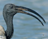 Heilige Ibis - Sacred Ibis - Threskiornis Aethiopicus